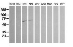 CHGA Mouse anti-Human, Mouse, Clone: OTI2E12, lyophilized, TrueMAB 100