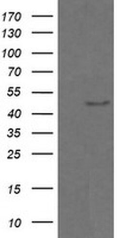 CHGA Monoclonal Antibody (OTI1H9), TrueMAB , OriGene 30 &mu;L; Unconjugated:Antibodies,
