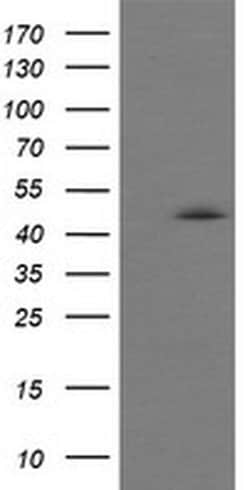 CHGA Monoclonal Antibody (OTI2B11), TrueMAB , OriGene 100 &mu;L; Unconjugated:Antibodies,