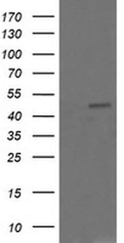 CHGA Monoclonal Antibody (OTI1B7), TrueMAB , OriGene 100 &mu;L; Unconjugated:Antibodies,