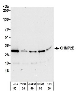 CHMP2B Polyclonal Antibody, Bethyl Laboratories 20 &mu;l; Unlabeled:Antibodies,