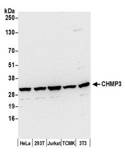 CHMP3 Polyclonal Antibody, Bethyl Laboratories 20 &mu;L; Unconjugated:Antibodies,