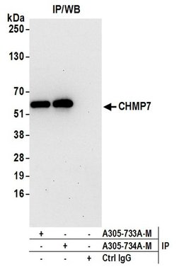 CHMP7 Polyclonal Antibody, Bethyl Laboratories 20 &mu;L; Unconjugated:Antibodies,