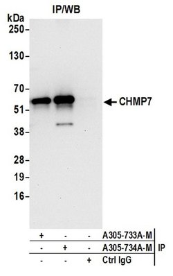 CHMP7 Polyclonal Antibody, Bethyl Laboratories 20 &mu;L | Buy Online | Bethyl Laboratories, Inc | Fisher Scientific