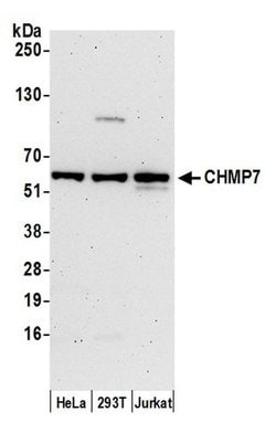 CHMP7 Polyclonal Antibody, Bethyl Laboratories:Antibodies:Primary Antibodies
