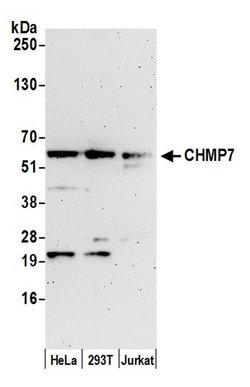 CHMP7 Polyclonal Antibody, Bethyl Laboratories 20 &mu;L | Buy Online | Bethyl Laboratories, Inc | Fisher Scientific