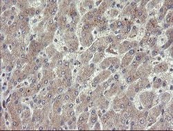 CHN1 Mouse anti-Human, Clone: OTI1C9, lyophilized, TrueMAB 100 &mu;g; Unconjugated:Antibodies,