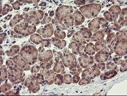 CHN1 Mouse anti-Human, Clone: OTI1B7, lyophilized, TrueMAB 100 &mu;g; Unconjugated:Antibodies,
