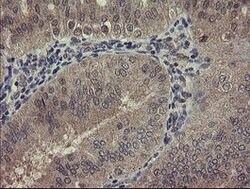 CHN1 Mouse anti-Human, Clone: OTI1B7, lyophilized, TrueMAB 100 &mu;g; Unconjugated:Antibodies,