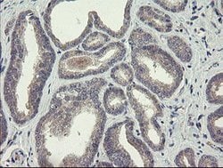CHN1 Mouse anti-Human, Clone: OTI1B7, lyophilized, TrueMAB 100 &mu;g; Unconjugated:Antibodies,