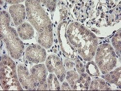 CHN1 Mouse anti-Human, Clone: OTI1B7, lyophilized, TrueMAB 100 &mu;g; Unconjugated:Antibodies,