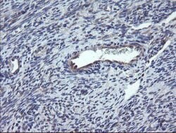 CHN1 Monoclonal Antibody (OTI2D10), TrueMAB , OriGene 30 &mu;L; Unconjugated:Antibodies,