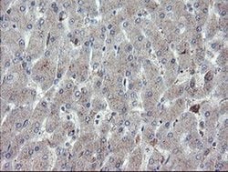 CHN1 Monoclonal Antibody (OTI2D10), TrueMAB , OriGene 30 &mu;L; Unconjugated:Antibodies,