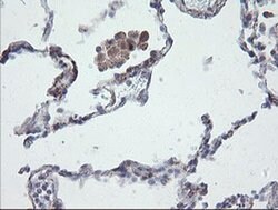 CHN1 Monoclonal Antibody (OTI2D10), TrueMAB , OriGene 30 &mu;L; Unconjugated:Antibodies,