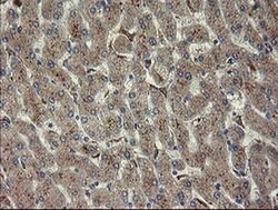 CHN1 Monoclonal Antibody (OTI3C6), TrueMAB , OriGene 30 &mu;L; Unconjugated:Antibodies,