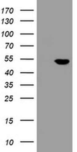 CHN1 Monoclonal Antibody (OTI4D1), TrueMAB , OriGene:Antibodies:Primary