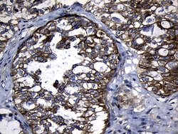 CHP1 Mouse anti-Human, Clone: OTI4B9, liquid, TrueMAB 100 &mu;L; Unconjugated:Antibodies,