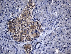 CHP1 Mouse anti-Human, Clone: OTI4B9, liquid, TrueMAB 100 &mu;L; Unconjugated:Antibodies,