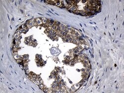 CHP1 Mouse anti-Human, Clone: OTI4B9, lyophilized, TrueMAB 100 &mu;g; Unconjugated:Antibodies,