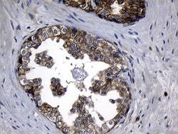 CHP1 Mouse anti-Human, Clone: OTI4B9, liquid, TrueMAB 100 &mu;L; Unconjugated:Antibodies,