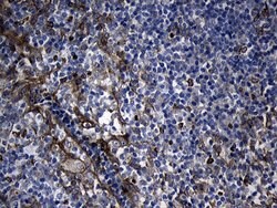 CHP1 Mouse anti-Human, Clone: OTI4B9, liquid, TrueMAB 100 &mu;L; Unconjugated:Antibodies,
