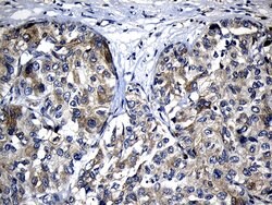 CHP1 Mouse anti-Human, Clone: OTI4B9, lyophilized, TrueMAB 100 &mu;g; Unconjugated:Antibodies,