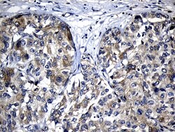CHP1 Mouse anti-Human, Clone: OTI4B9, liquid, TrueMAB 100 &mu;L; Unconjugated:Antibodies,