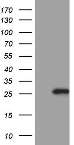 CHP1 Mouse anti-Human, Clone: OTI6F5, lyophilized, TrueMAB 100 &mu;g; Unconjugated:Antibodies,