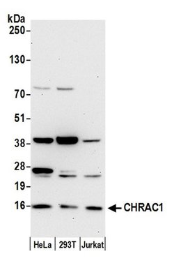 CHRAC1/CHRAC15 Polyclonal Antibody, Bethyl Laboratories:Antibodies:Primary