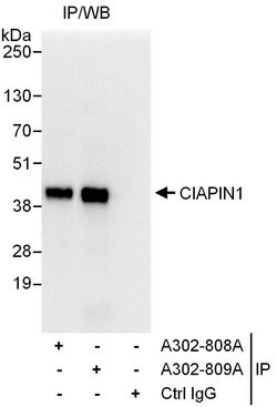 CIAPIN1 Rabbit anti-Human, Polyclonal, Bethyl Laboratories 10 &mu;L; Unconjugated:Antibodies,