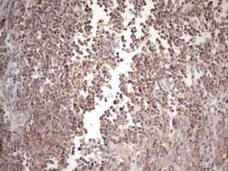 CIAPIN1 Monoclonal Antibody (OTI3A4), TrueMAB , OriGene 30 &mu;L; Unconjugated:Antibodies,