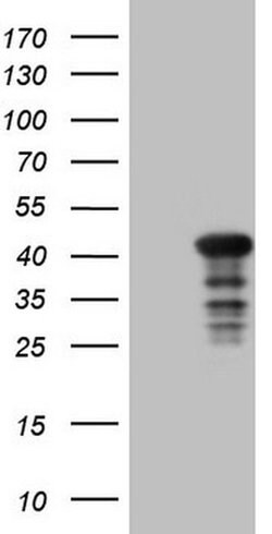 CIAPIN1 Monoclonal Antibody (OTI2B3), TrueMAB , OriGene 30 &mu;L; Unconjugated:Antibodies,