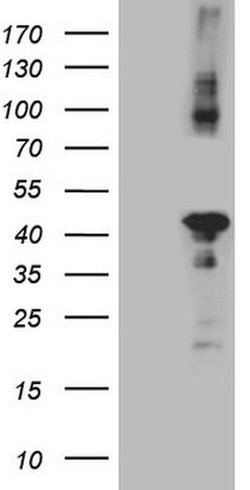 CIAPIN1 Mouse anti-Human, Clone: OTI5A6, lyophilized, TrueMAB 100 &mu;g;
