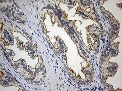 CIB1 Monoclonal Antibody (OTI1B8), TrueMAB , OriGene:Antibodies:Primary