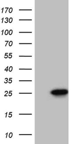 CIB1 Monoclonal Antibody (OTI1B8), TrueMAB , OriGene 100 &mu;L; Unconjugated:Antibodies,