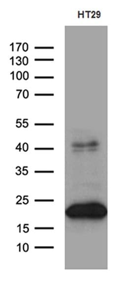 CIB1 Monoclonal Antibody (OTI1D7), TrueMAB , OriGene 100 &mu;L; Unconjugated:Antibodies,