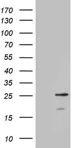 CIB3 Monoclonal Antibody (OTI5F12), TrueMAB , OriGene 100 &mu;L | Buy Online | Origene Technologies | Fisher Scientific