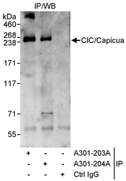 CIC/Capicua Rabbit anti-Human, Polyclonal, Bethyl Laboratories 10 &mu;l;