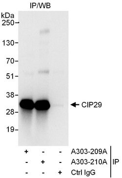 CIP29 Rabbit anti-Human, Polyclonal, Bethyl Laboratories 100 &mu;L; Unconjugated:Antibodies,