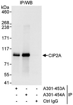 CIP2A Rabbit anti-Human, Polyclonal, Bethyl Laboratories 100 &mu;L; Unconjugated:Antibodies,