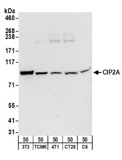 CIP2A Rabbit anti-Human, Mouse, Rat, Polyclonal, Bethyl Laboratories 100