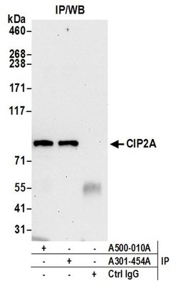 CIP2A Mouse anti-Human, Mouse, Clone: 2A1-9A4, Bethyl Laboratories 20 &mu;L;