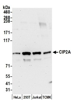 CIP2A Mouse anti-Human, Mouse, Clone: 2A1-9A4, Bethyl Laboratories 20 &mu;L;