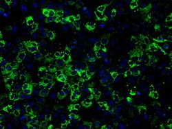 CISD1 Mouse anti-Human, Clone: OTI4G3, lyophilized, TrueMAB 100 &mu;g;