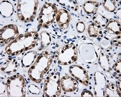 CISD1 Mouse anti-Human, Clone: OTI4G3, lyophilized, TrueMAB 100 &mu;g;