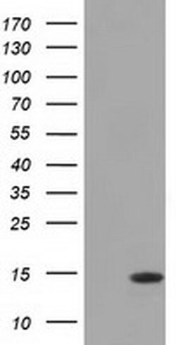 CISD1 Mouse anti-Human, Clone: OTI2B3, liquid, TrueMAB 100 &mu;L; Unconjugated:Antibodies,