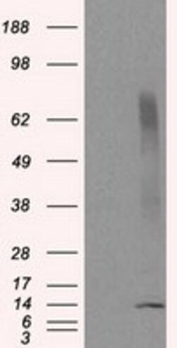 CISD1 Mouse anti-Human, Clone: OTI4G3, lyophilized, TrueMAB 100 &mu;g;
