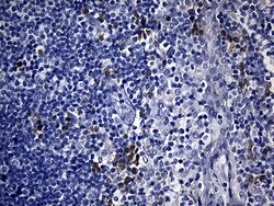 CISD2 Monoclonal Antibody (OTI4E8), TrueMAB , OriGene 100 &mu;L; Unconjugated:Antibodies,