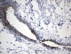 CISD2 Monoclonal Antibody (OTI4D12), TrueMAB , OriGene:Antibodies:Primary