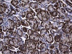 CISD2 Monoclonal Antibody (OTI4D12), TrueMAB , OriGene 100 &mu;L; Unconjugated:Antibodies,